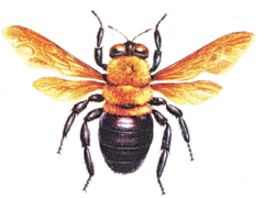 Carpenter Bee Elimination Kit (Delta Dust)