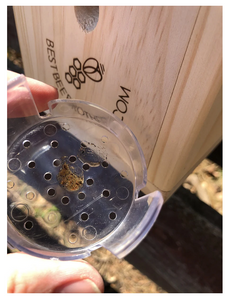 BEE-Licious Bee Bait - Log Home Center